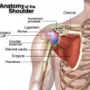 anatomy-of-the-shoulder