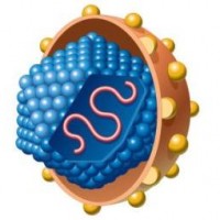 Хепатит C вирусна РНК (НCV РНК), хепатит C, hep c virus