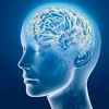 Selfish Brain (Егоистичният мозък), Защо толкова много хора развиват затлъстяване и захарен диабет тип 2? Според изследванията на мозъка и невробиологията при изследванията на заболяванията на обмяната се пропуска основното свойство на мозъка – метафорично казано – неговият егоизъм (на англ.: „selfishness“), 