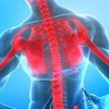 spine