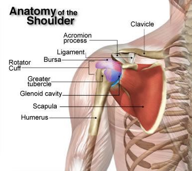 anatomy-of-the-shoulder