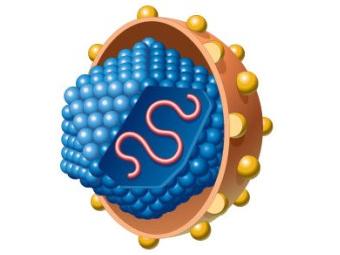 Хепатит C вирусна РНК (НCV РНК), хепатит C, hep c virus
