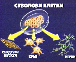 Терапия на бъдещето - от модерните медикаменти до стволовите клетки, предотвратяването на диабетните усложнения, алтернативи на приложението на екзогенен инсулин, понижаването на нивото на кръвната захар, инхибиторите на натриево-глюкозния-котранспортер от тип 2 на бъбреците (SGLT-2-инхибитори), противовъзпалителните медикаменти (Xoma, Anakinra), инкретин-миметиците с удължено освобождаване (GLP-1-аналози), плурипотентни стволови клетки (IPS)